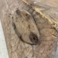 antieke grote houten trog Zweden